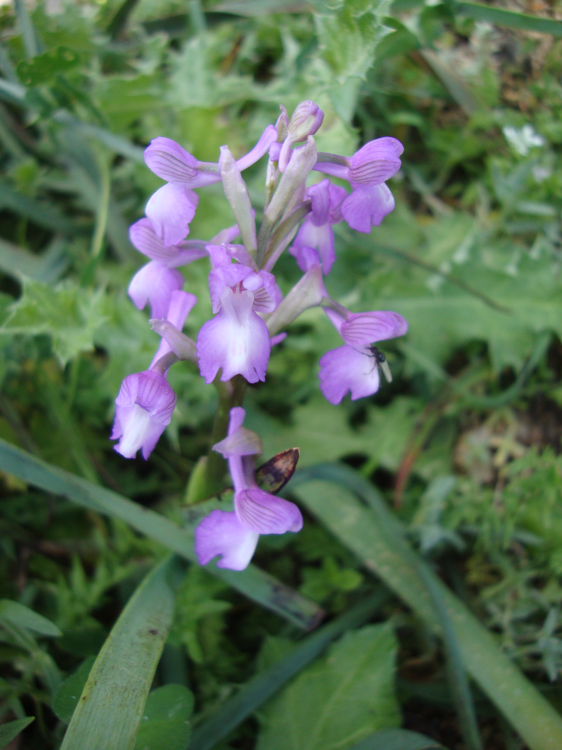 Orchis morio subsp. champagneuxii.png