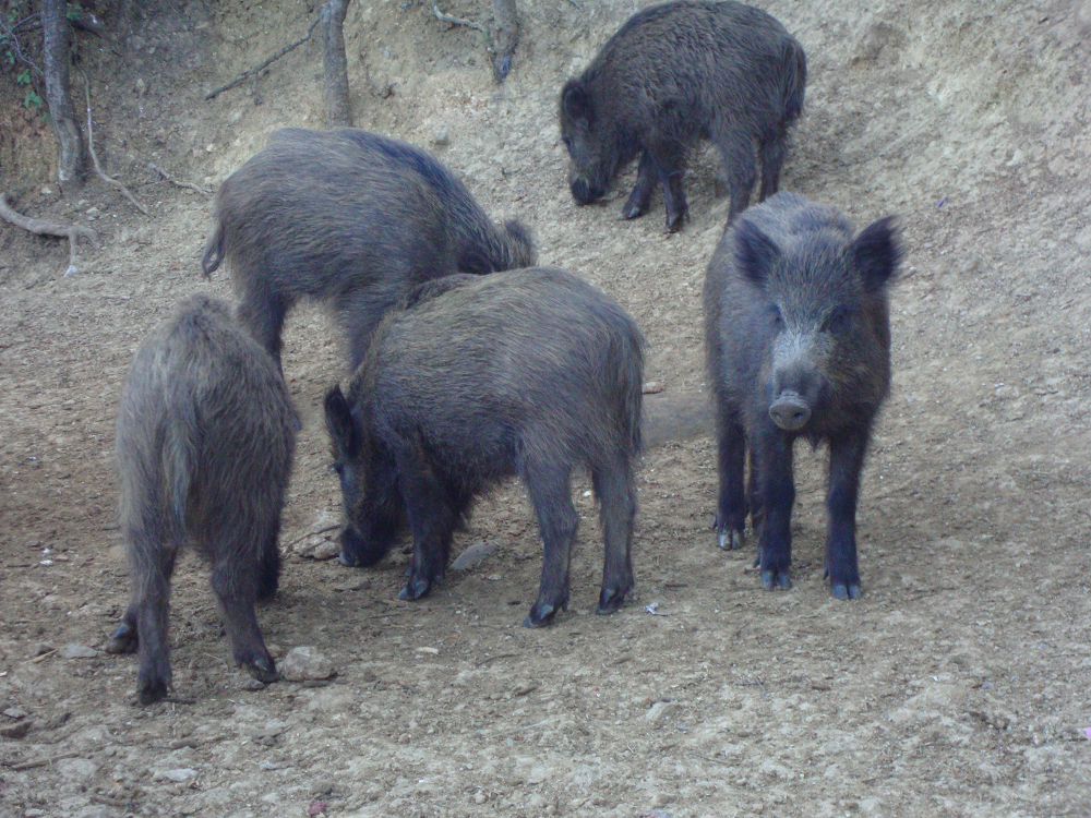 Wild boar near Cazorla 3May16.png