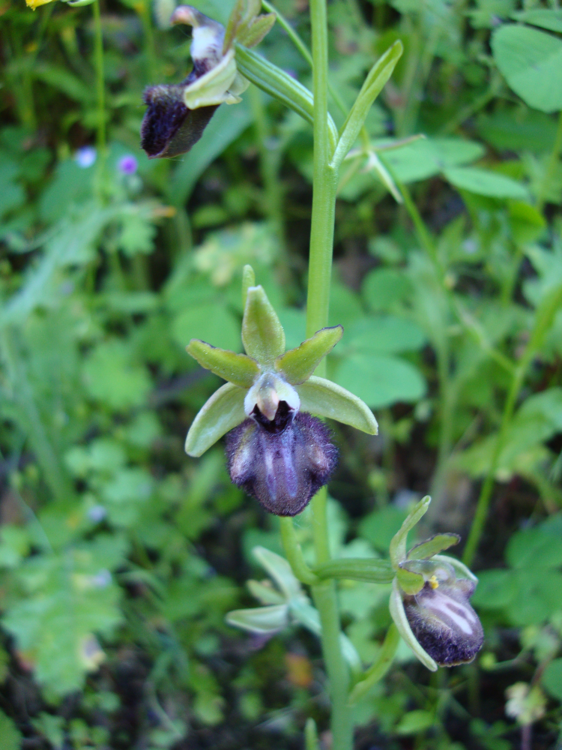 spider orchid.png