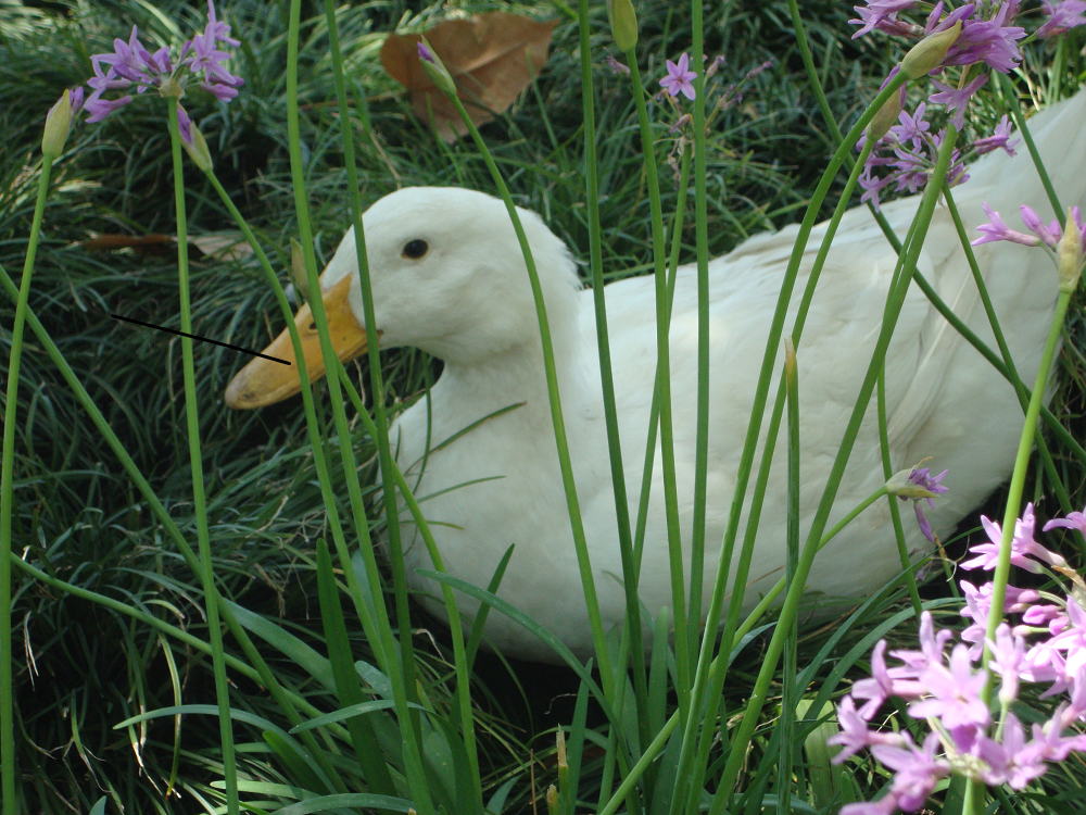 Duck in Tulbaghia.png