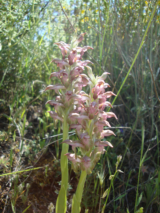 Orchis coriophora.png