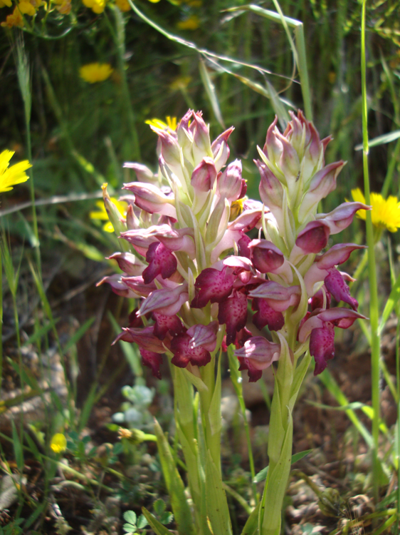 Orchis coriophora subsp. fragrans.png