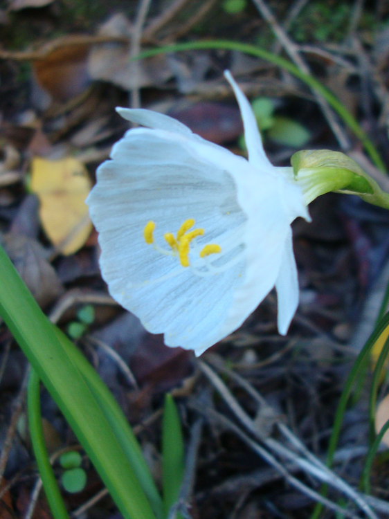 Narcissus cantabricus 3 png.png