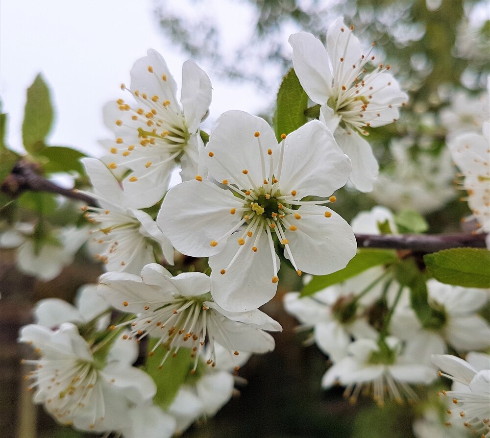 Blossom on Plum tree.jpg