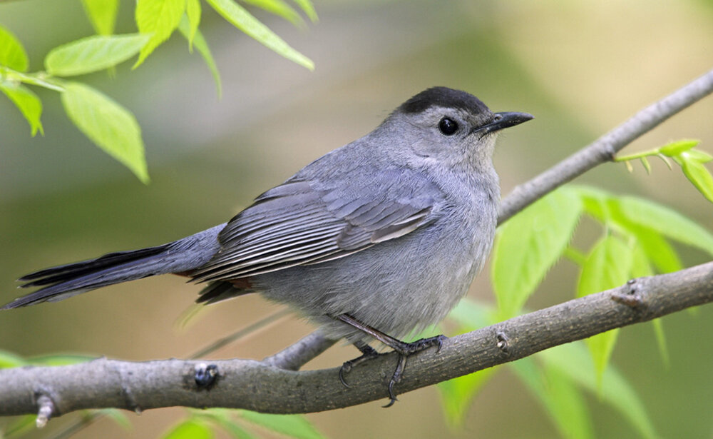 Catbird.thumb.jpg.20404809869e61a2b8d6b76fc02f49d7.jpg