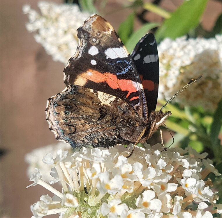 Red Admiral Butterfly.jpg