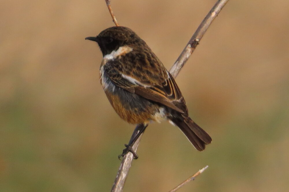 soul Male Stonechat 8.2.20