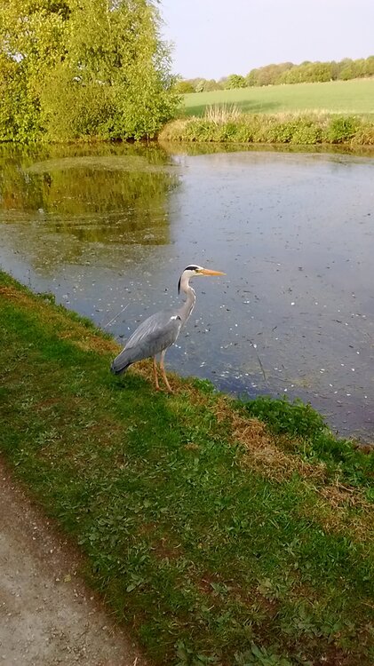 soul Heron 3