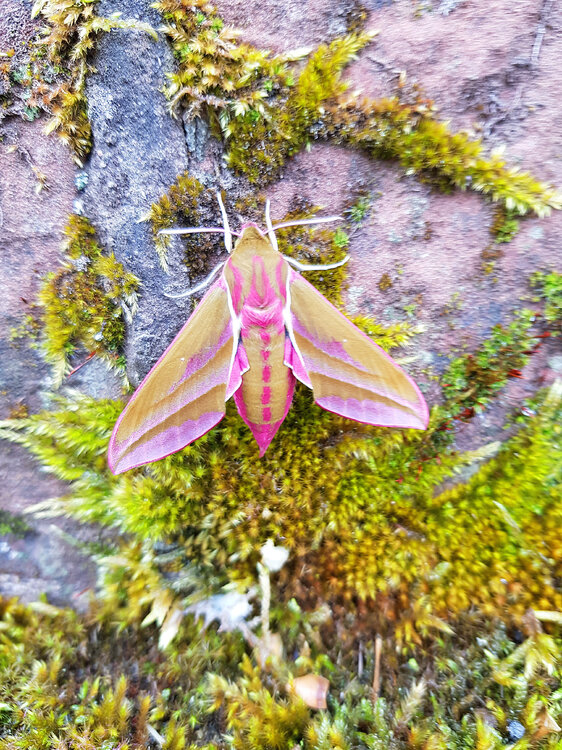 Elephant Hawk Moth.jpg