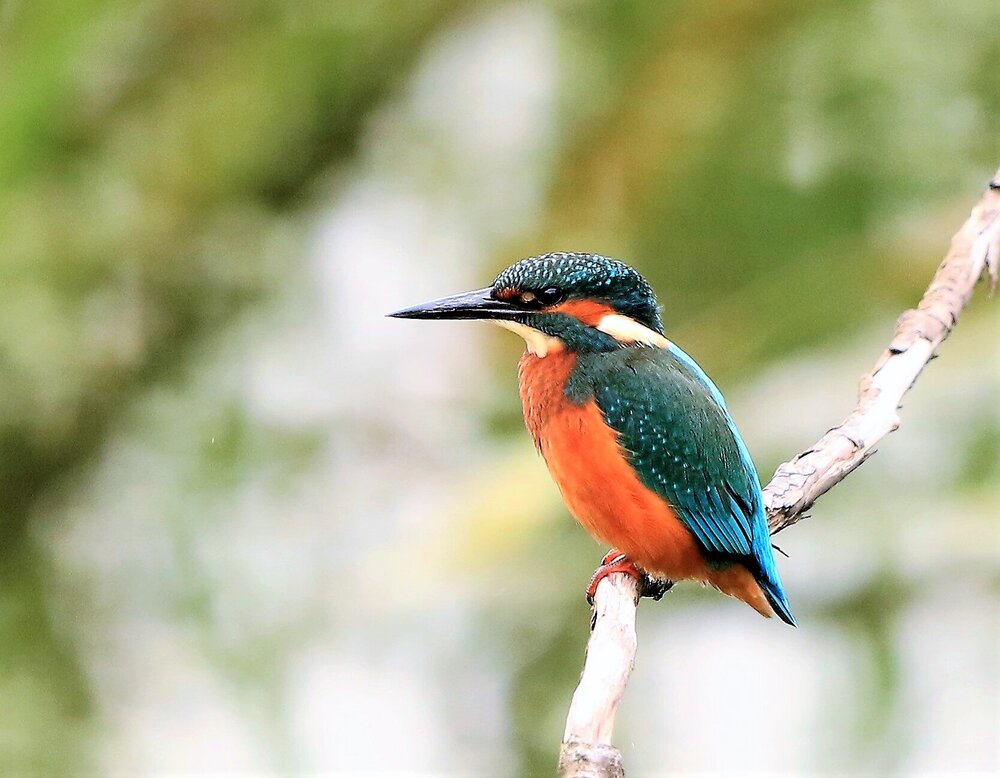 Kingfisher.jpg