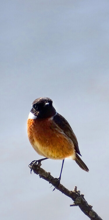 Stonechat.thumb.jpg.fa20e3084516bd5ec1ce0791604d13af.jpg