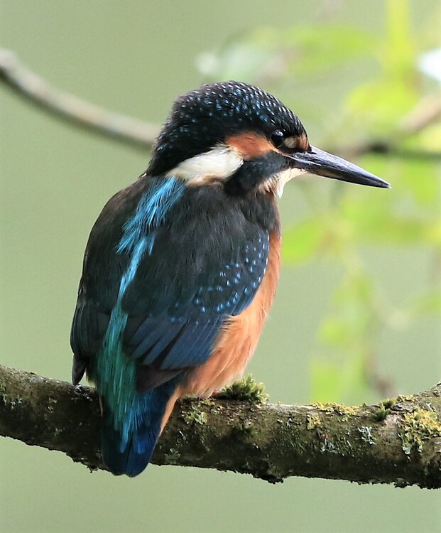 Male Kingfisher. Pennington Flash.jpg