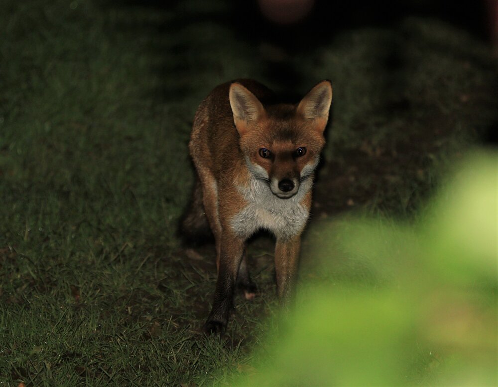 Countryside Fox.jpg