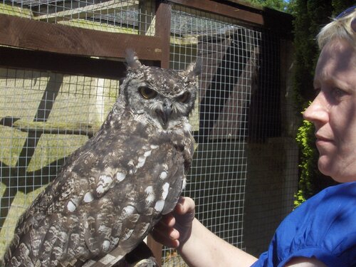 owls 031