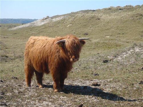 hairy cow