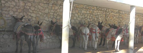 mijas donkeys