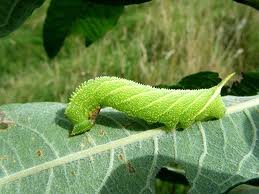 poplar caterpillar