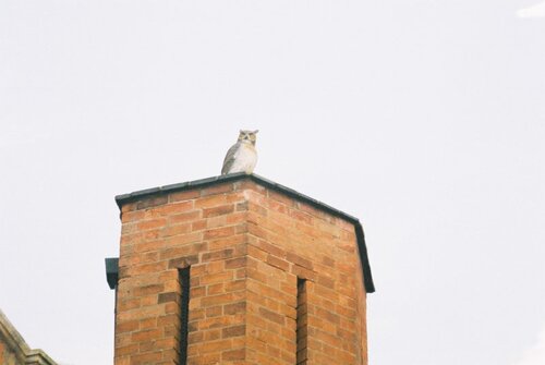 the infamous rugby owl