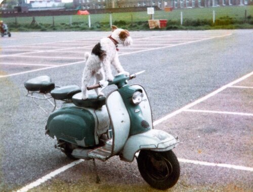 rex number 1 the original scooter dog on a three seated lamb