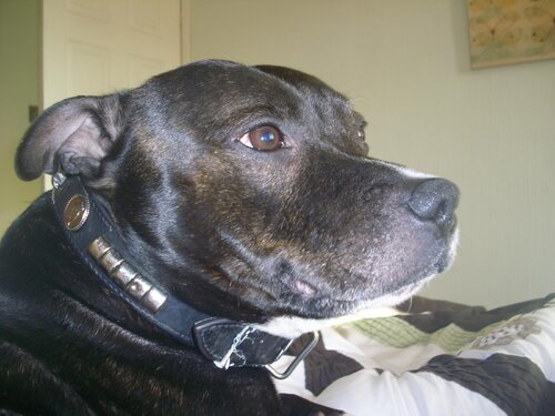 ted the dog guardian of mr c,s 45,s