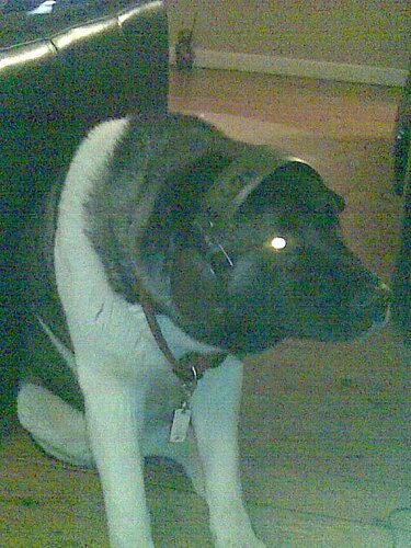 i likes a bit ov jazz..dude