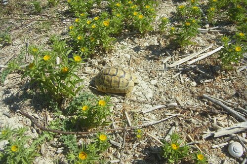 wildlife murcia