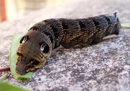 elephant caterpillar