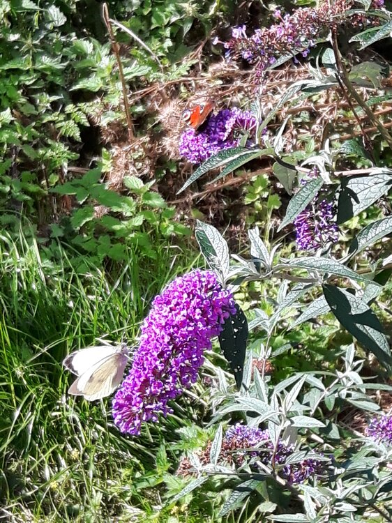 20160829_110931.jpg