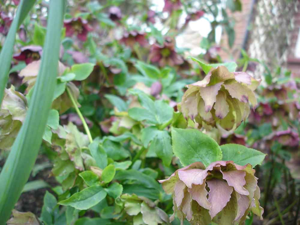 58d58a14747f3_22Hellebores.png.39d00a9172a7d32228c54fd560fbd67f.png