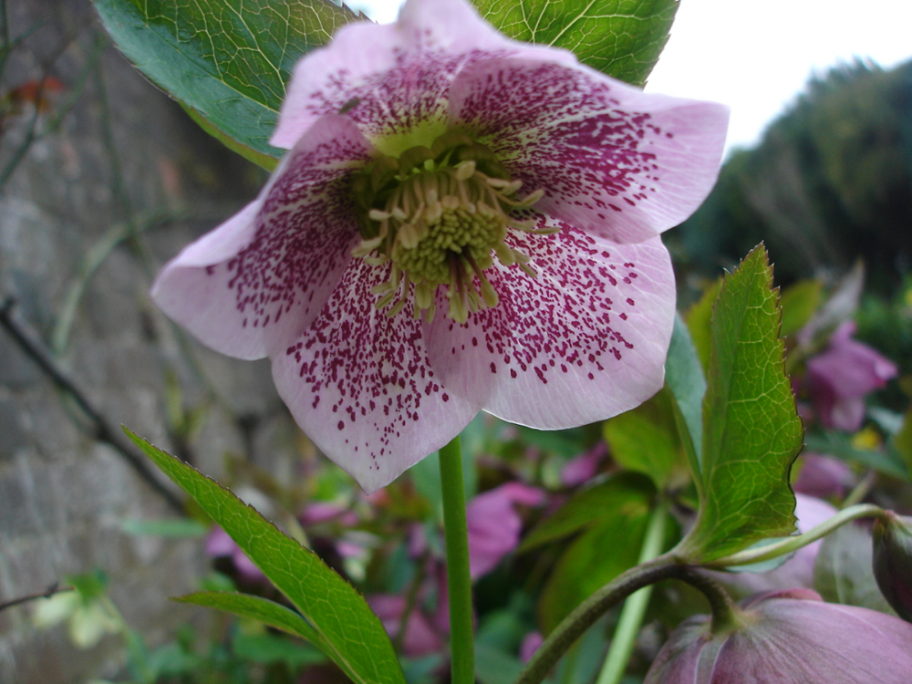 58d7f38039820_22FreckledHellebore.thumb.png.8692af2505da7823a355afac90d1de73.png