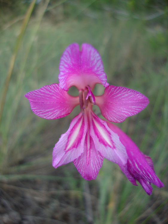 591fed9370513_wildgladioli.thumb.png.79af98ca81d3832b9c0a0c486702c313.png