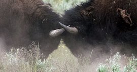 Version Battles - Latest and the story so far image