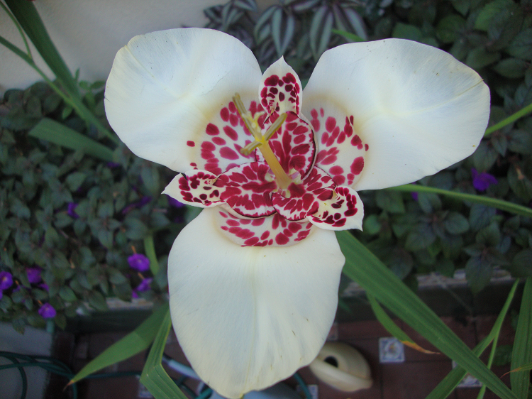 524360397_Whitetigridia.png.56be3c75b9bc488169b9560570afe70f.png