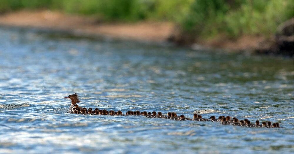 minn_duck_mom.thumb.jpg.005acab45591b05c4864442565e49585.jpg