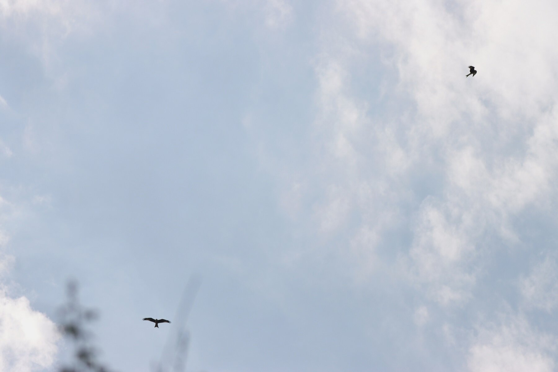 IMG_1351S.jpg