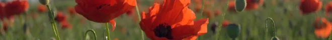 RBL Poppy Appeal 2024 Banner